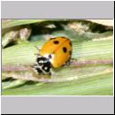 Hippodamia variegata - Variabeler Flach-Marienkaefer 01a.jpg